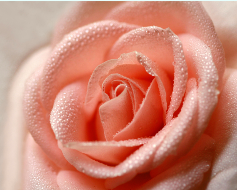 Rosacea - wenn die Haut zu rosig wird