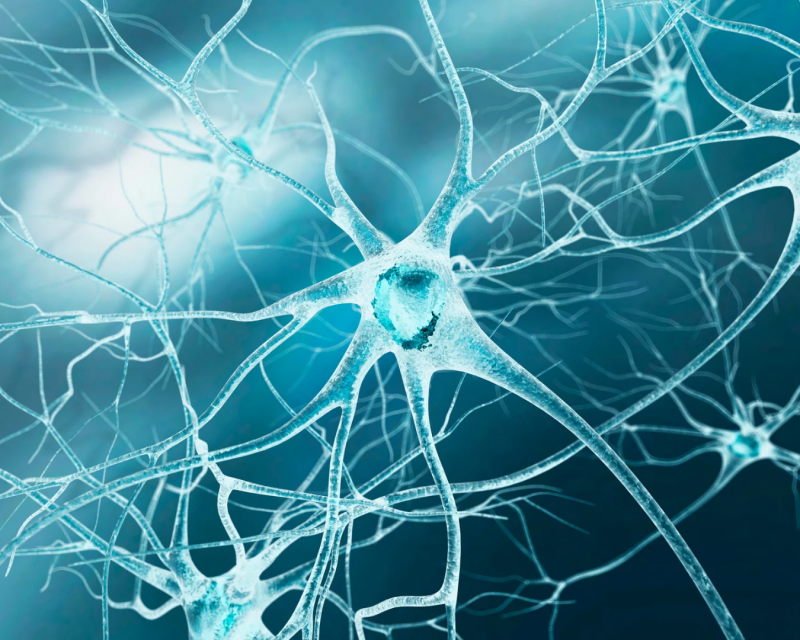 Darstellung von Nervenzellen – Magnesium trägt zur normalen Funktion des Nervensystems bei