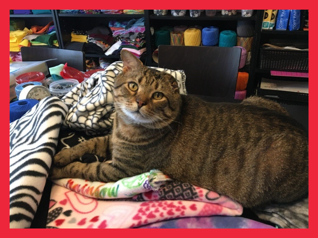 A tabby cat resting on a pile of colorful fabric and handmade materials.