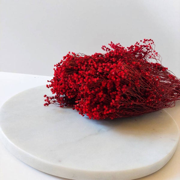 Broom bloom rood
