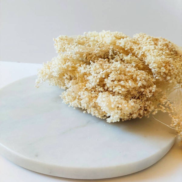 Broom bloom gebleekt