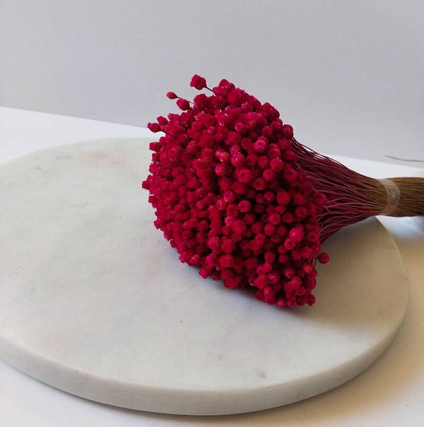 Happy flower fuchsia