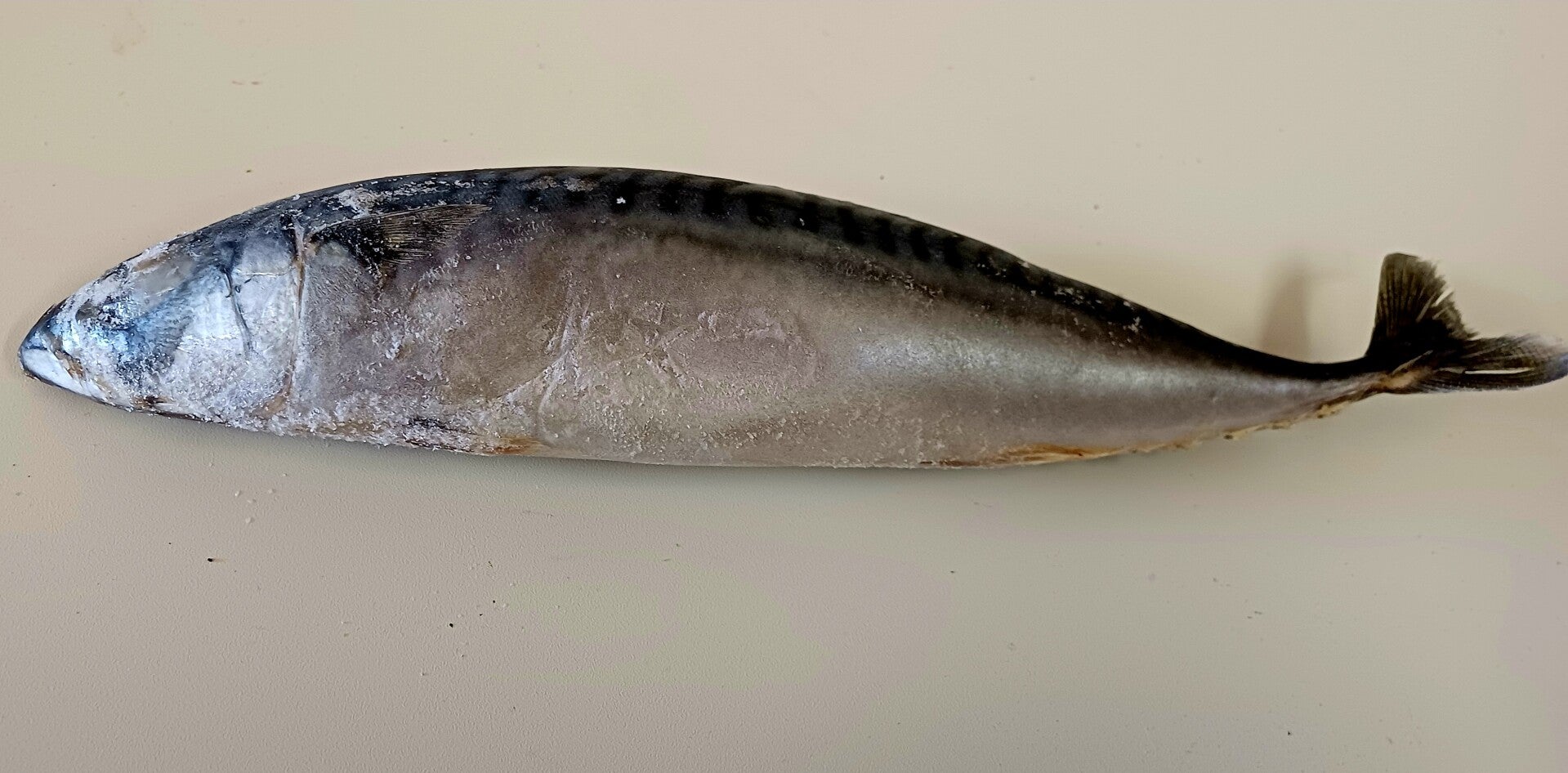 Makrele 1kg