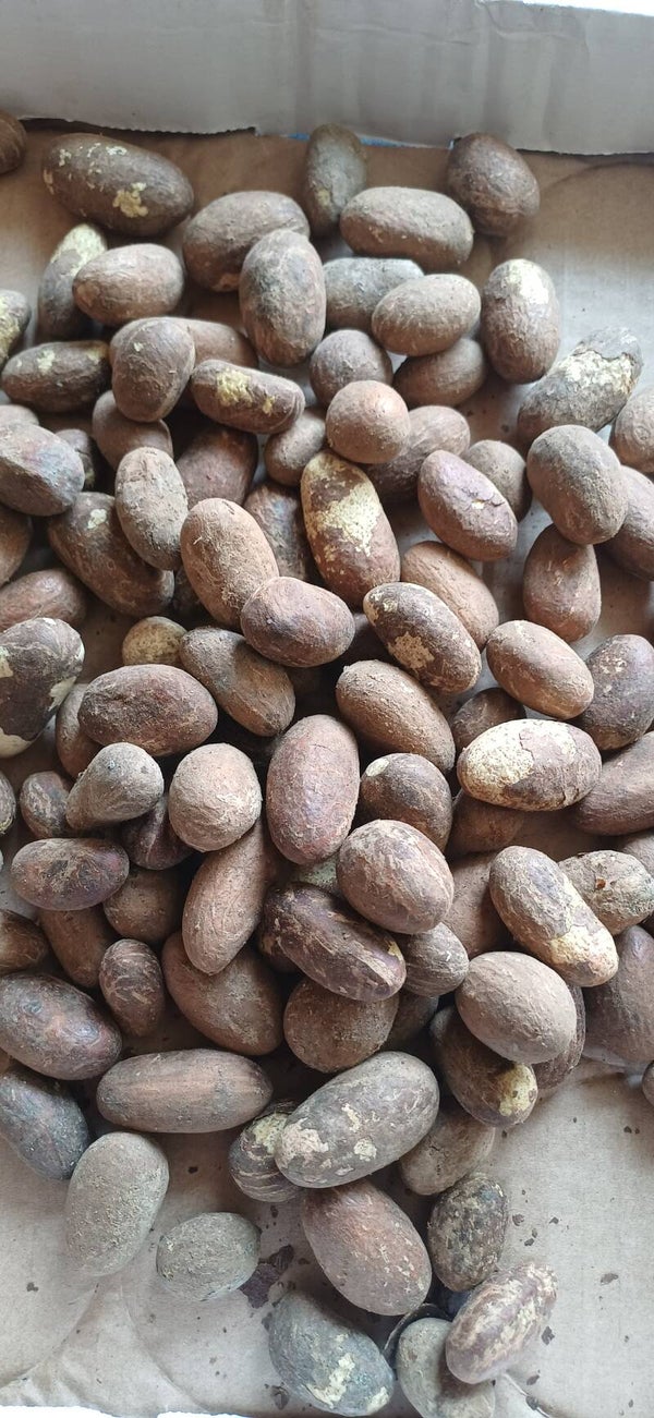 Bitter Kola 25 Stück