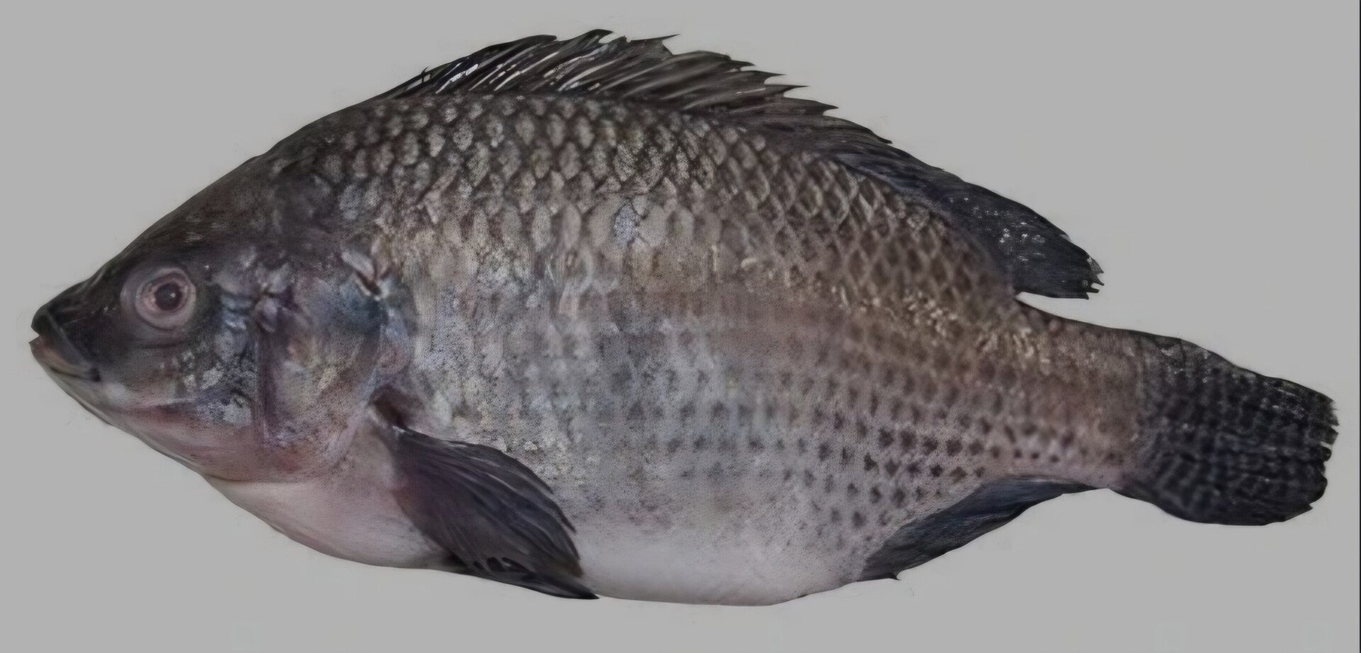 Black Tilapia 500-800g