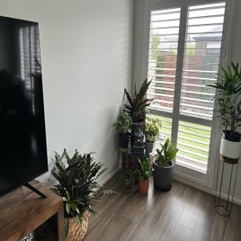 1000016538-standard.jpg