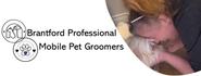 Brantford Professional Mobile Pet Groomers