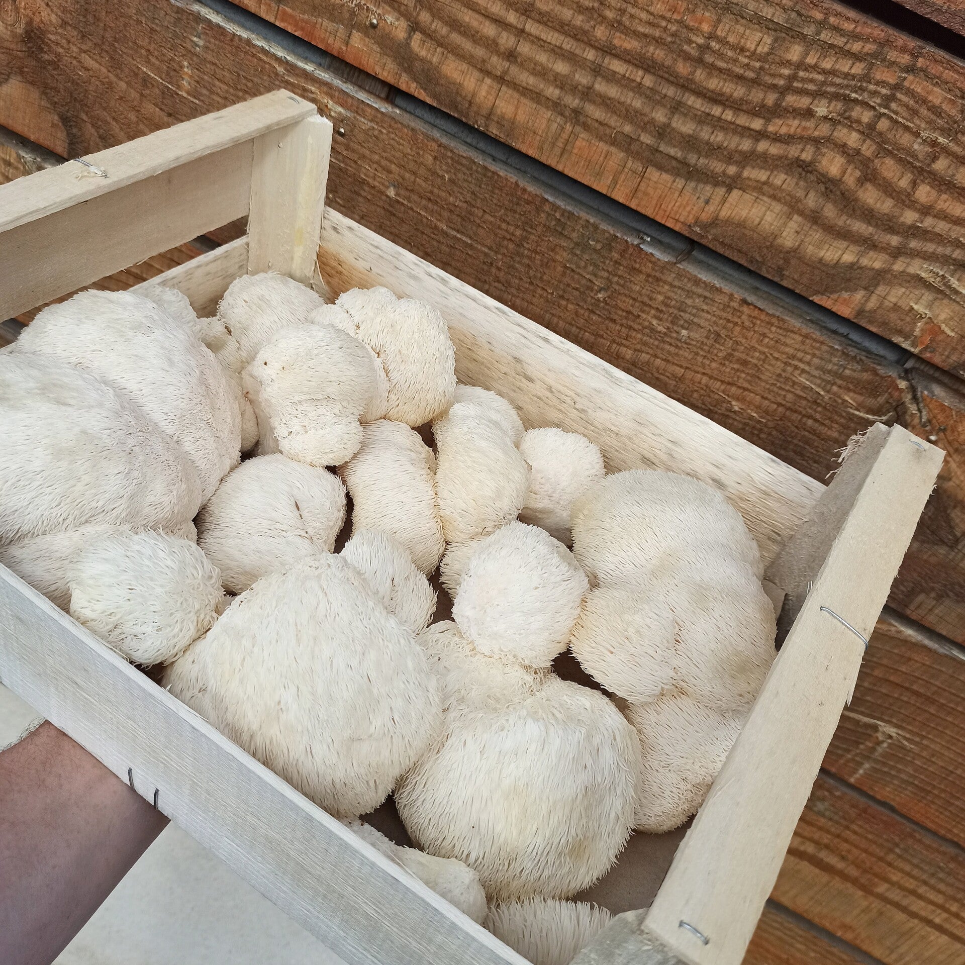 kit de culture de crinière de lion