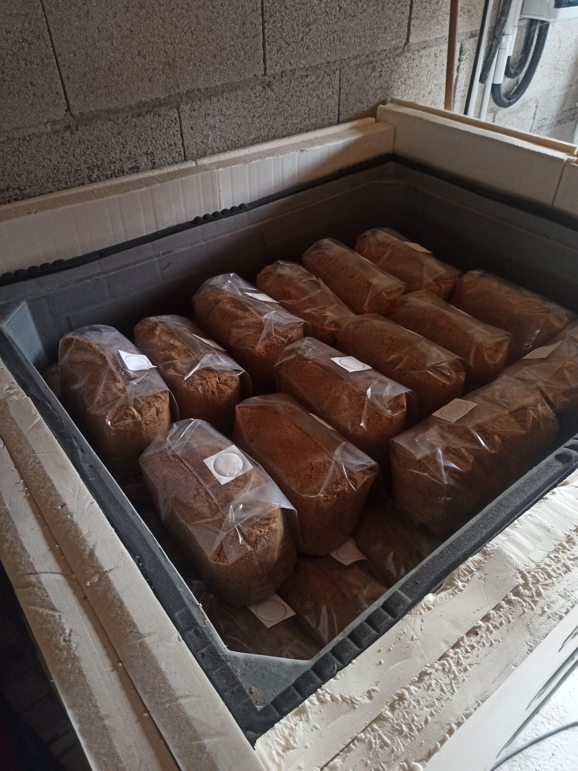 Substrat pasteurisé pour pleurote Bio