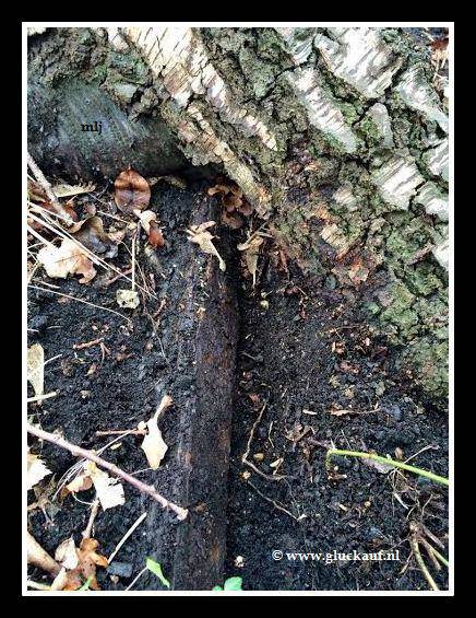 Rails van het mijnspoor tussen schacht 4 naar Stm. Maurits. © www.gluckauf.nl