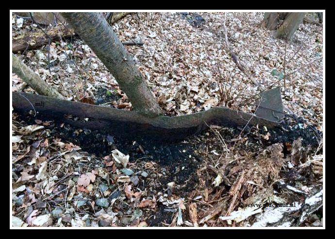Metalen plaat van de voormalige mijnbrug, door de jaren in een boom gegroeid. © www.gluckauf.nl