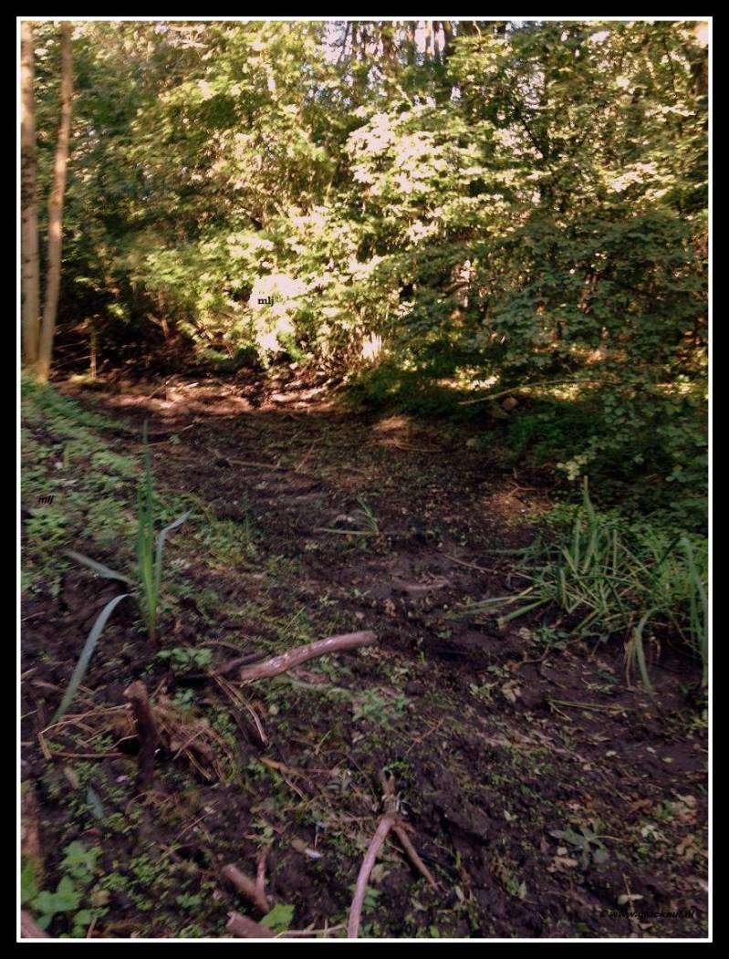 Uitloop beek van de voormalige slikvijver van Schacht 4. Je ziet nog duidelijk het opgedroogde slik liggen. © www.gluckauf.nl