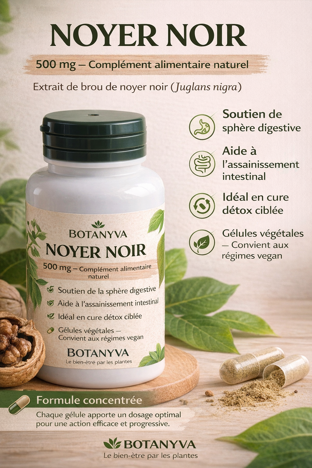 Noyer Noir - 500 mg
