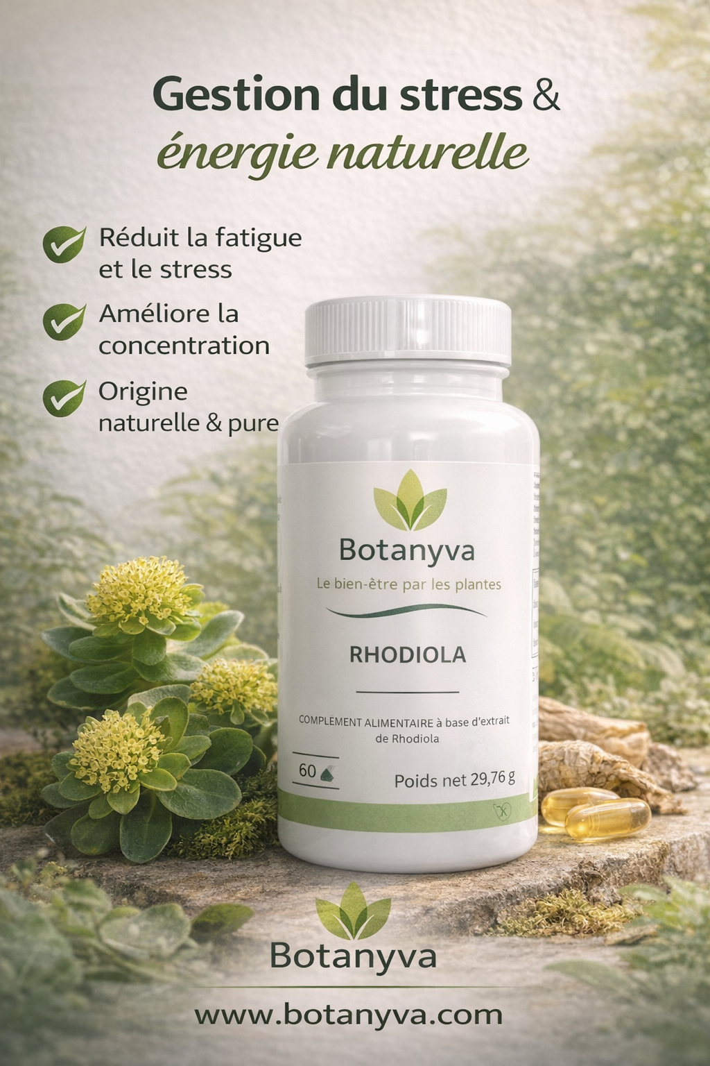 RHODIOLA – BOTANYVA