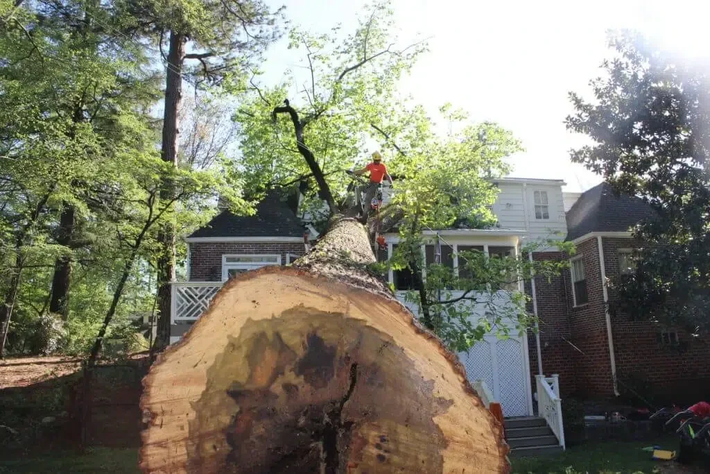 Tree Removal