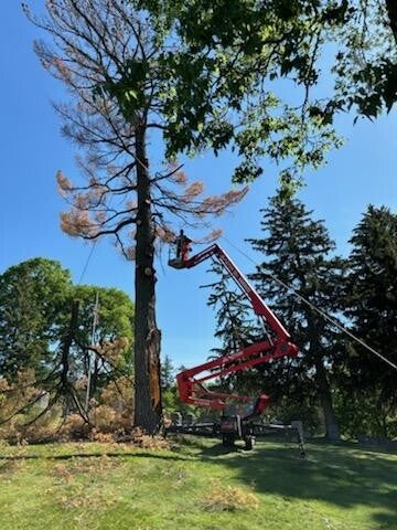 Tree Removal