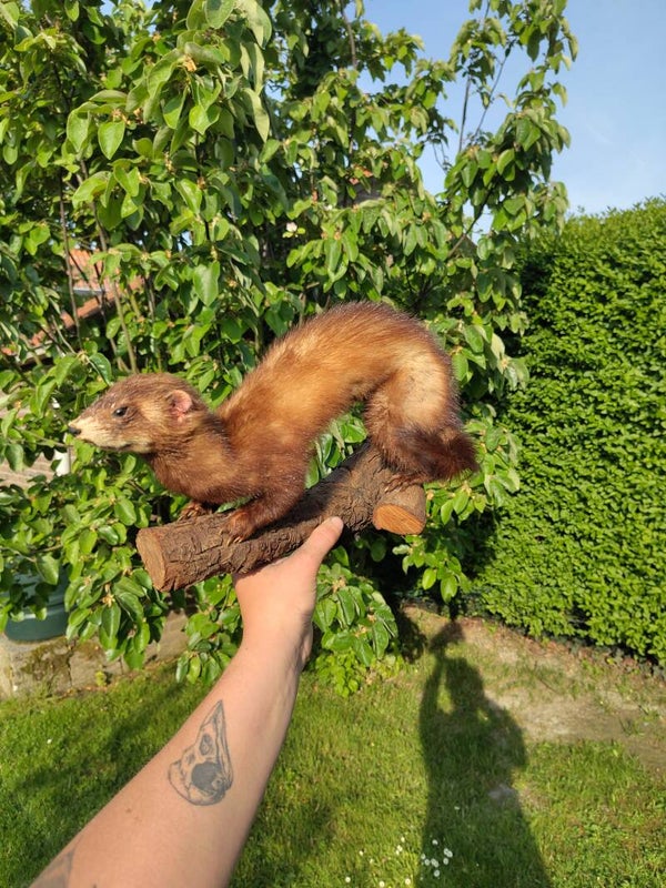 Polecat restoration