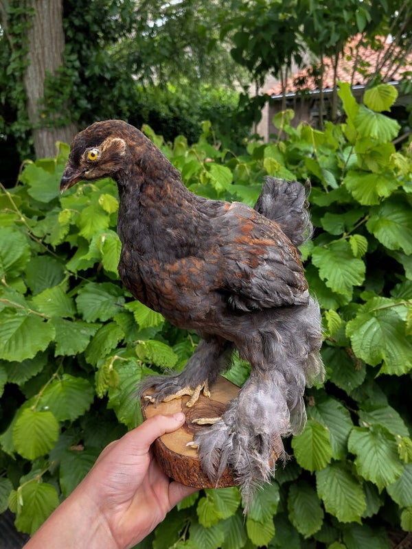 Young Brahma