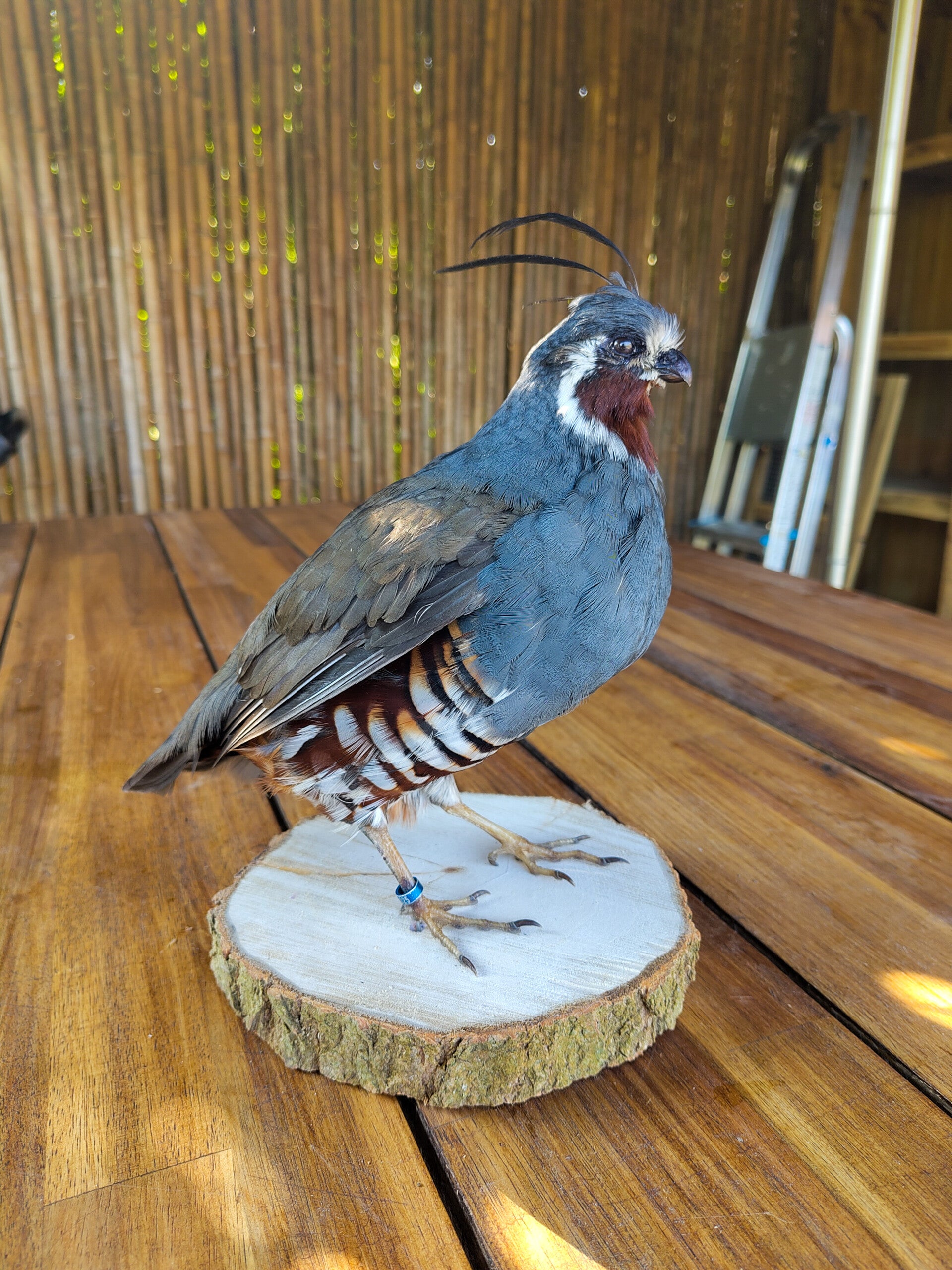 Mountain quail