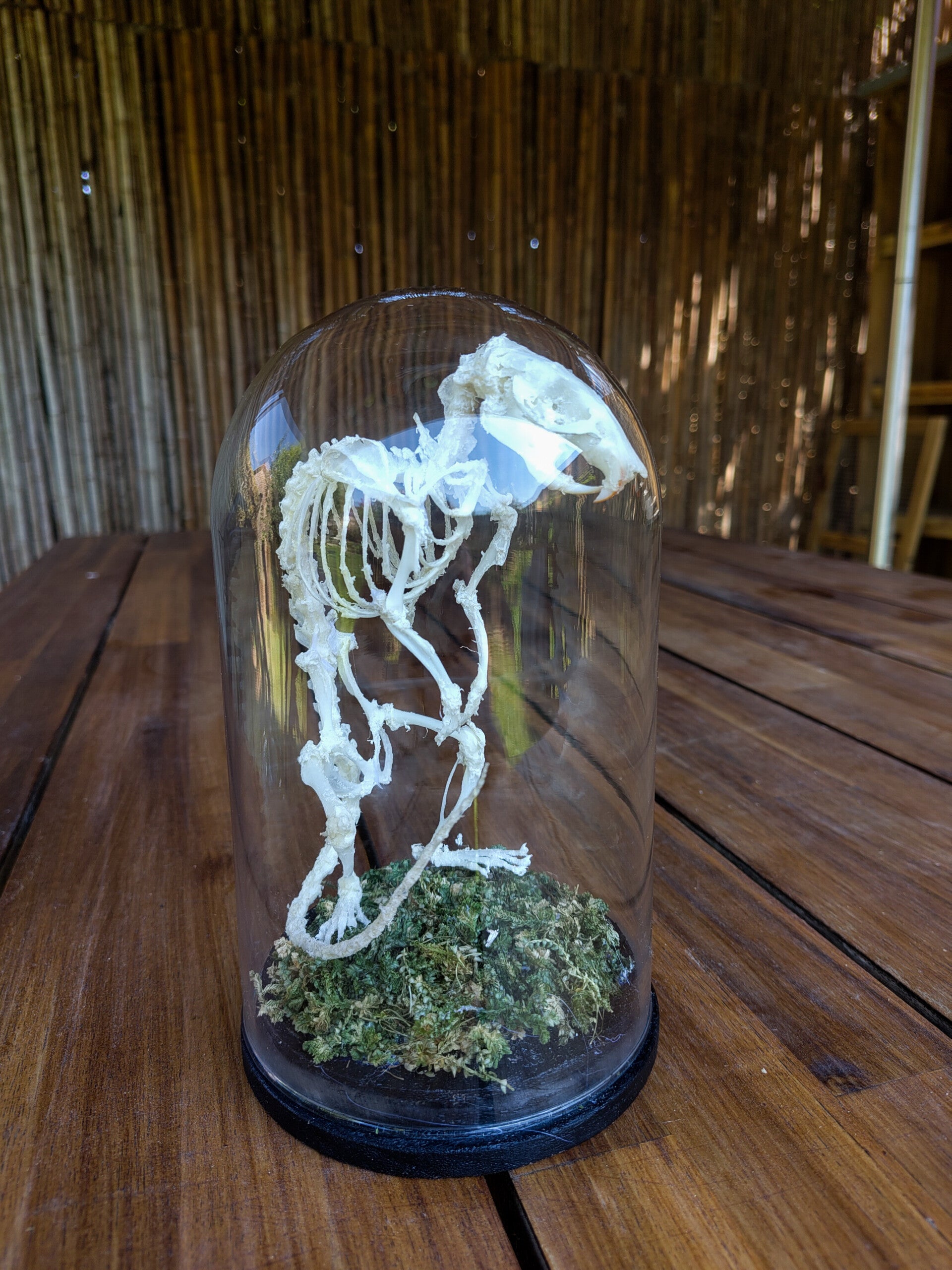 Rat skeleton in dome