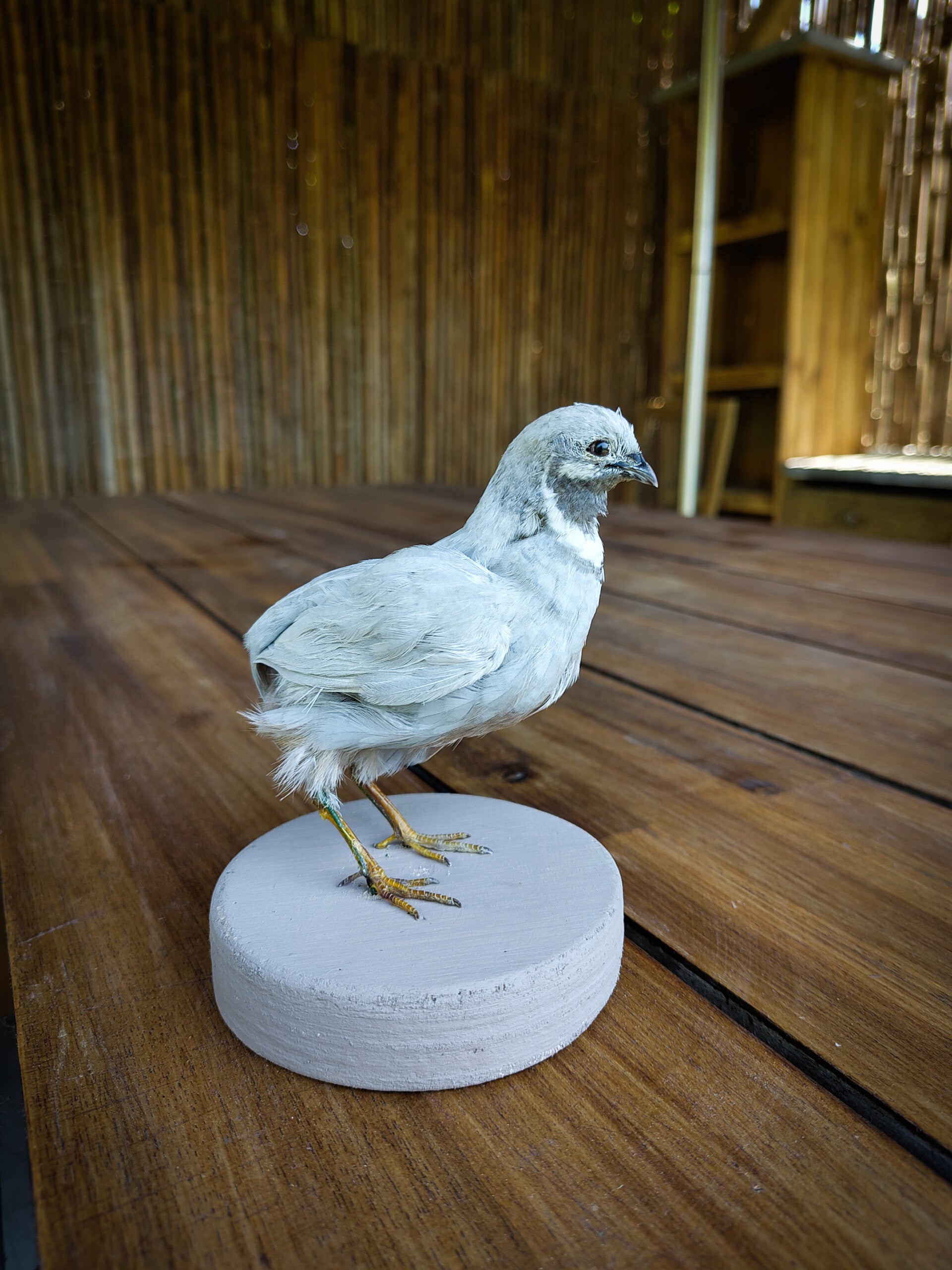 Grey chinese painted quail