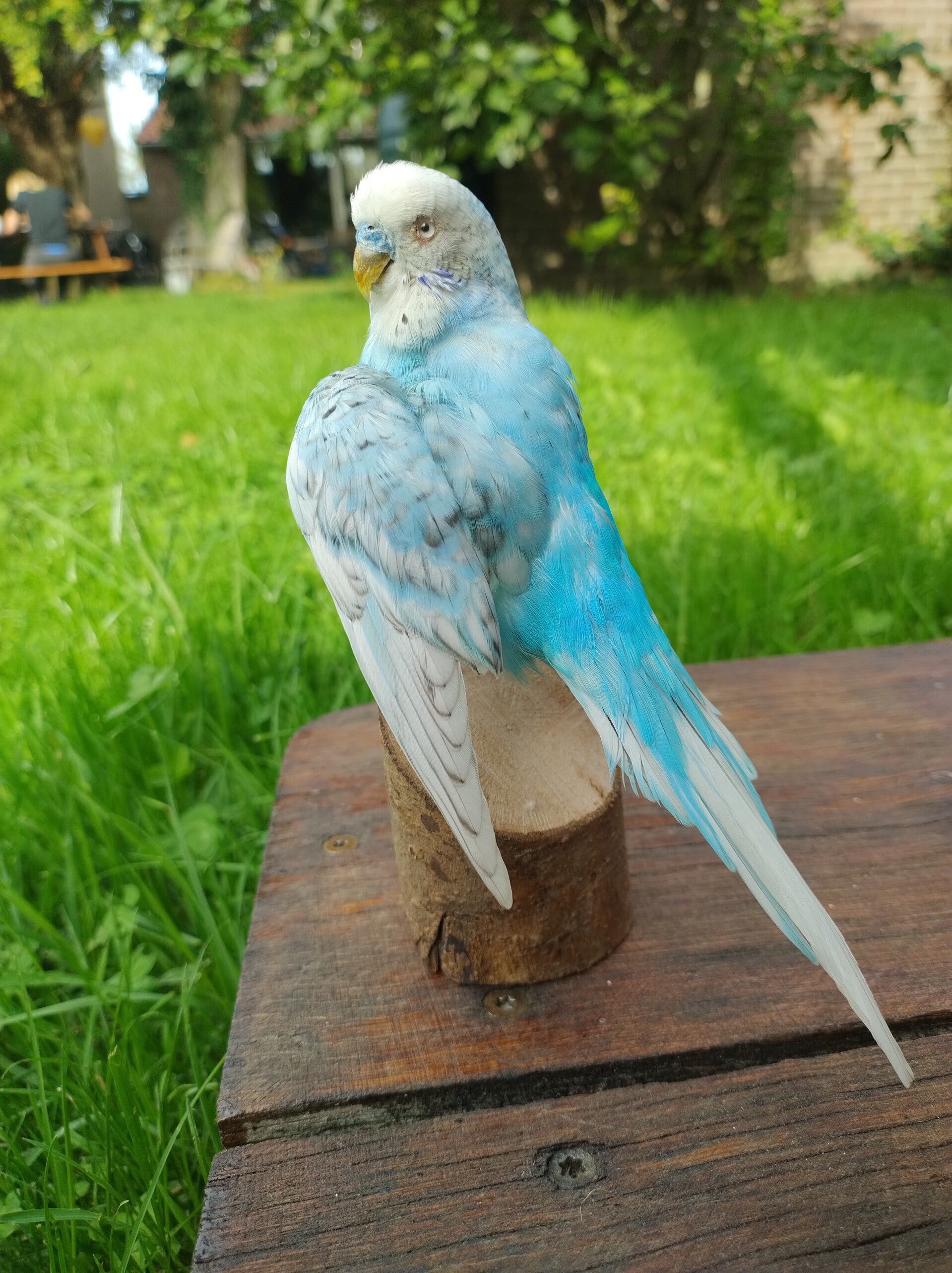Blue budgie