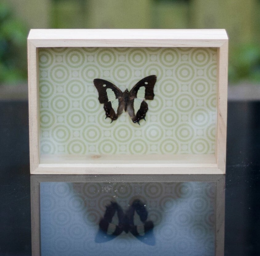 butterfly retro green