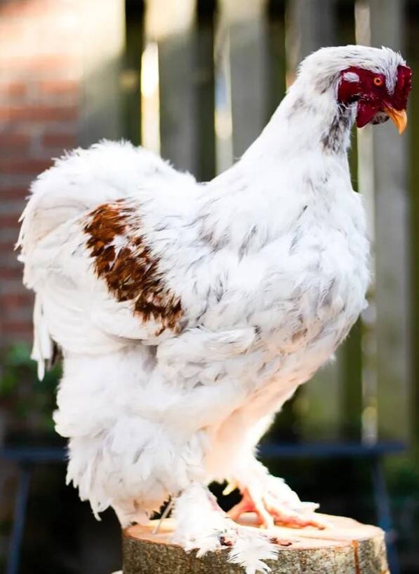 Brahma Rooster