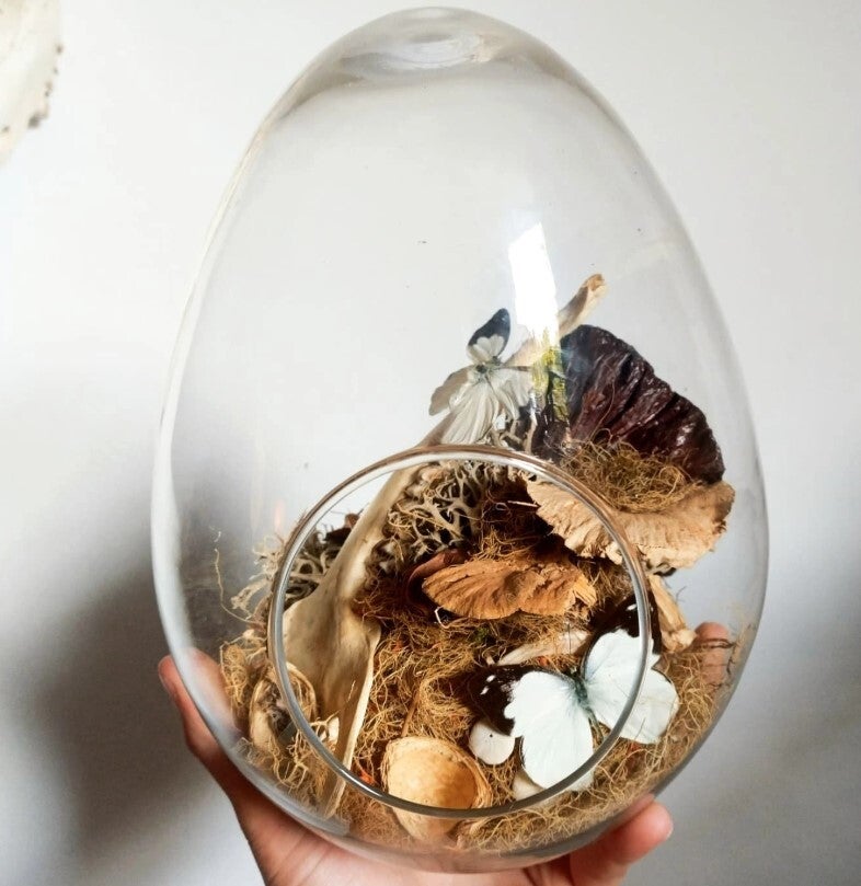 Two butterflies on a roe jaw