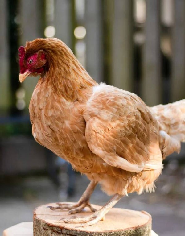 ISA Brown hen