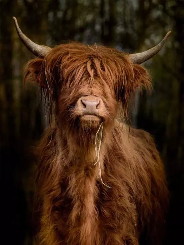 Garten Poster - Stehendes Hochlandrind