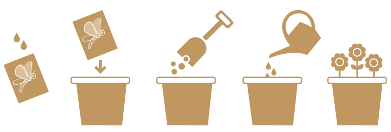 Groei-instructie plantjes BloemenzeeThee
