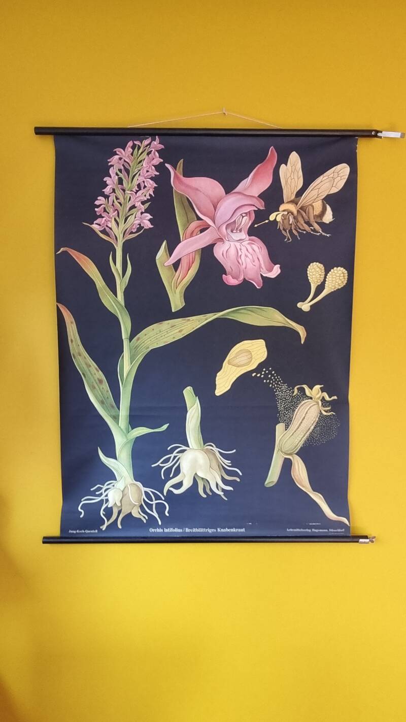 Rebalancing Zeeland praktijkruimte orchidee schoolplaat