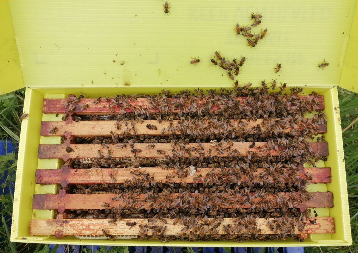6 Frame Spring Nuc Of Buckfast Bees Bizzy Bee Honey