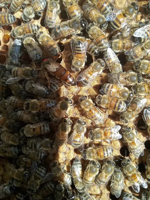 Buckfast Queen 2026 Open Mated