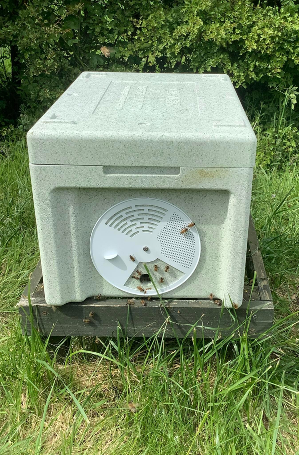 6 Frame Over-Winterd Poly Nuc 2025 Of Buckfast Bees