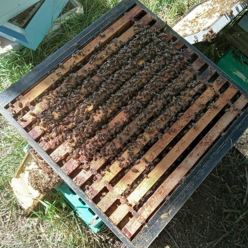 hive-3-1.jpg