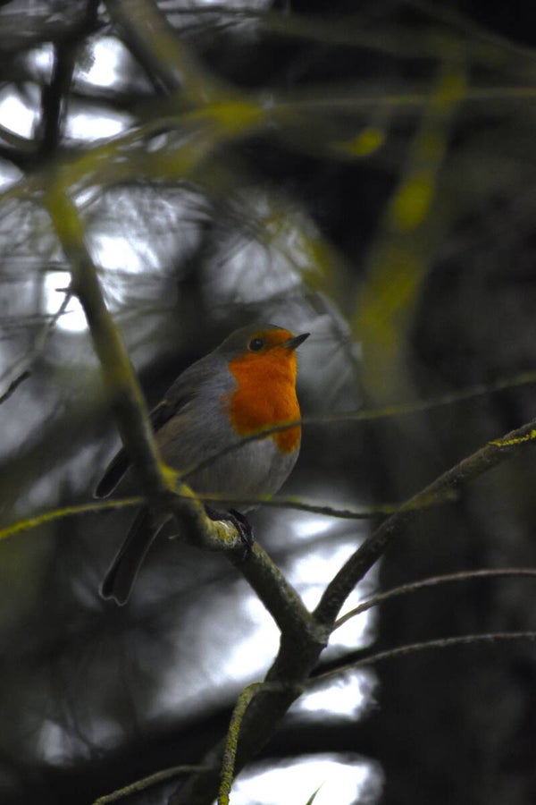 Robin in Kielder