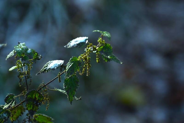 Frosty Nettles