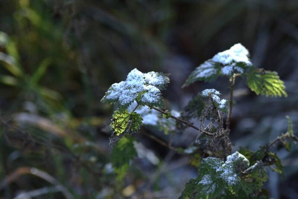 Frosty Nettles 2
