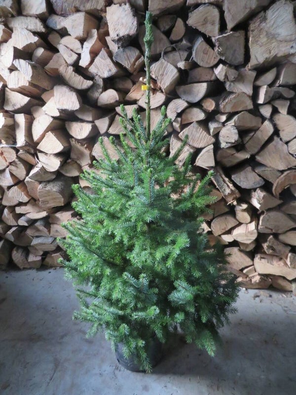 Omorika in pot voor binnen of buiten