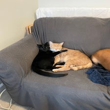 img_6234.jpeg
