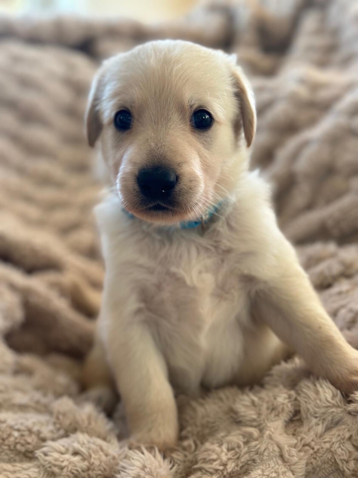 Blue Collar Boy, our pure-white Golden Shepherd puppy