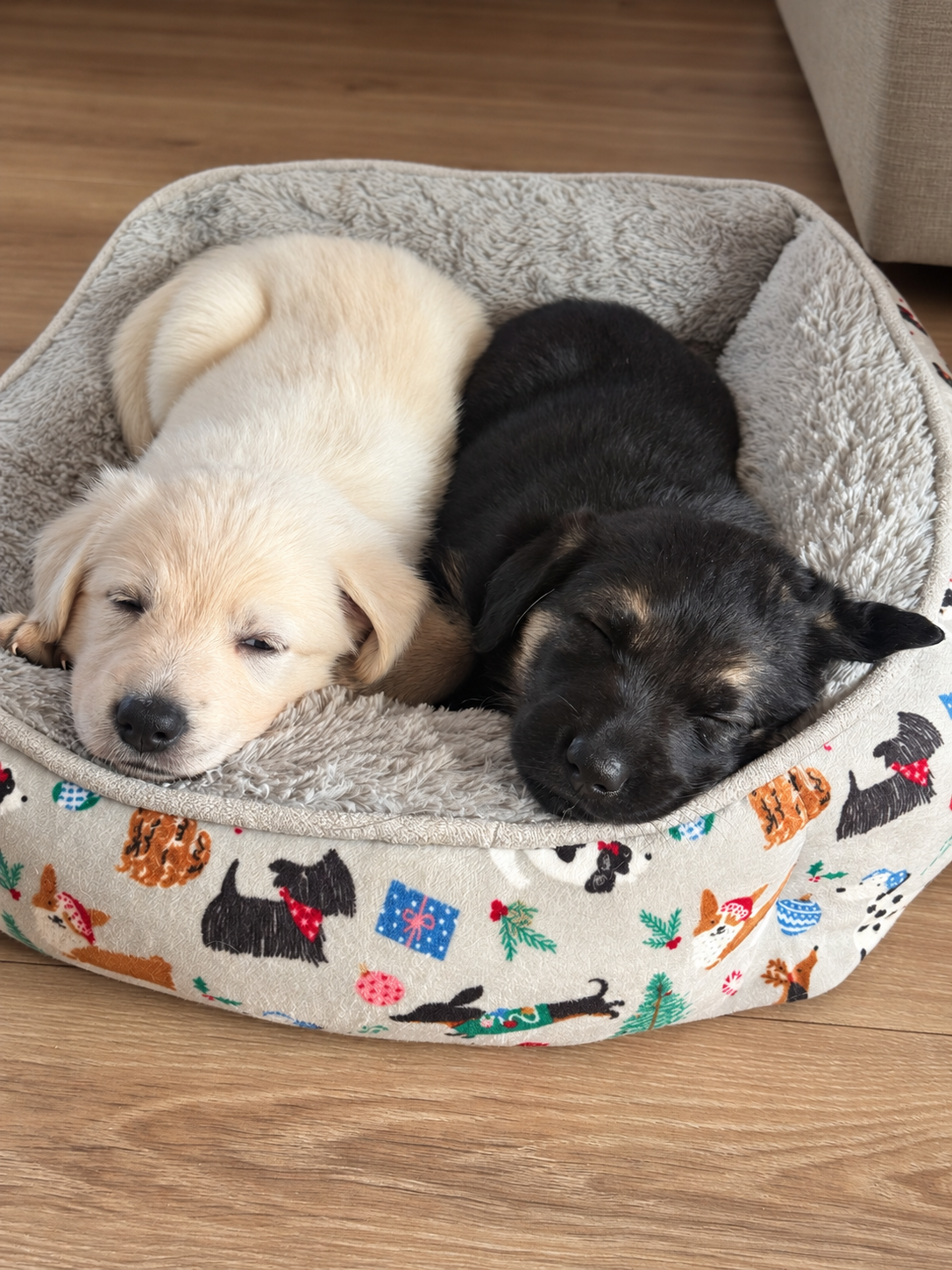 Two puppies resting together in a cosy dog bed at home