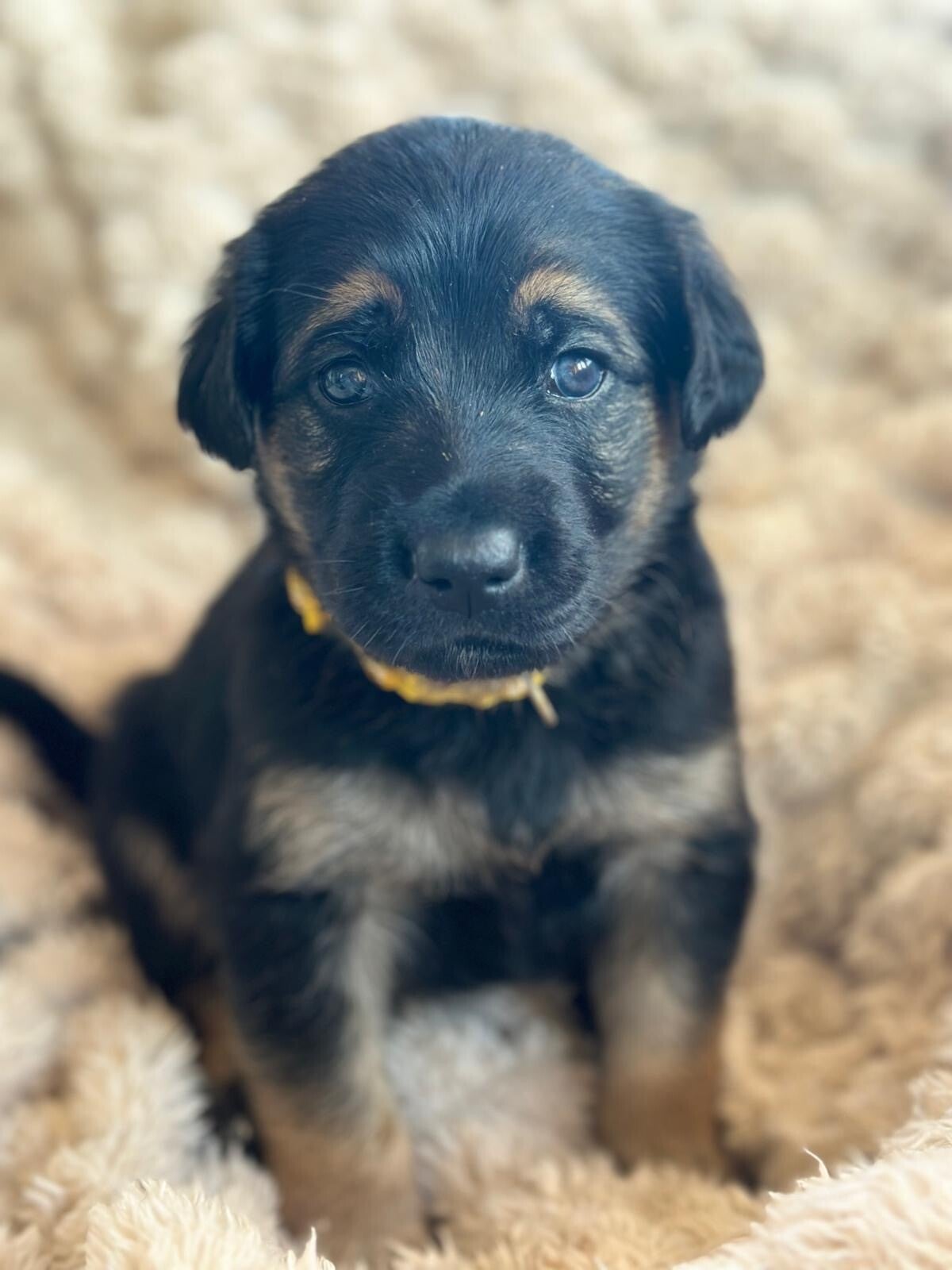 Yellow Collar Girl, our black-and-tan Golden Shepherd puppy