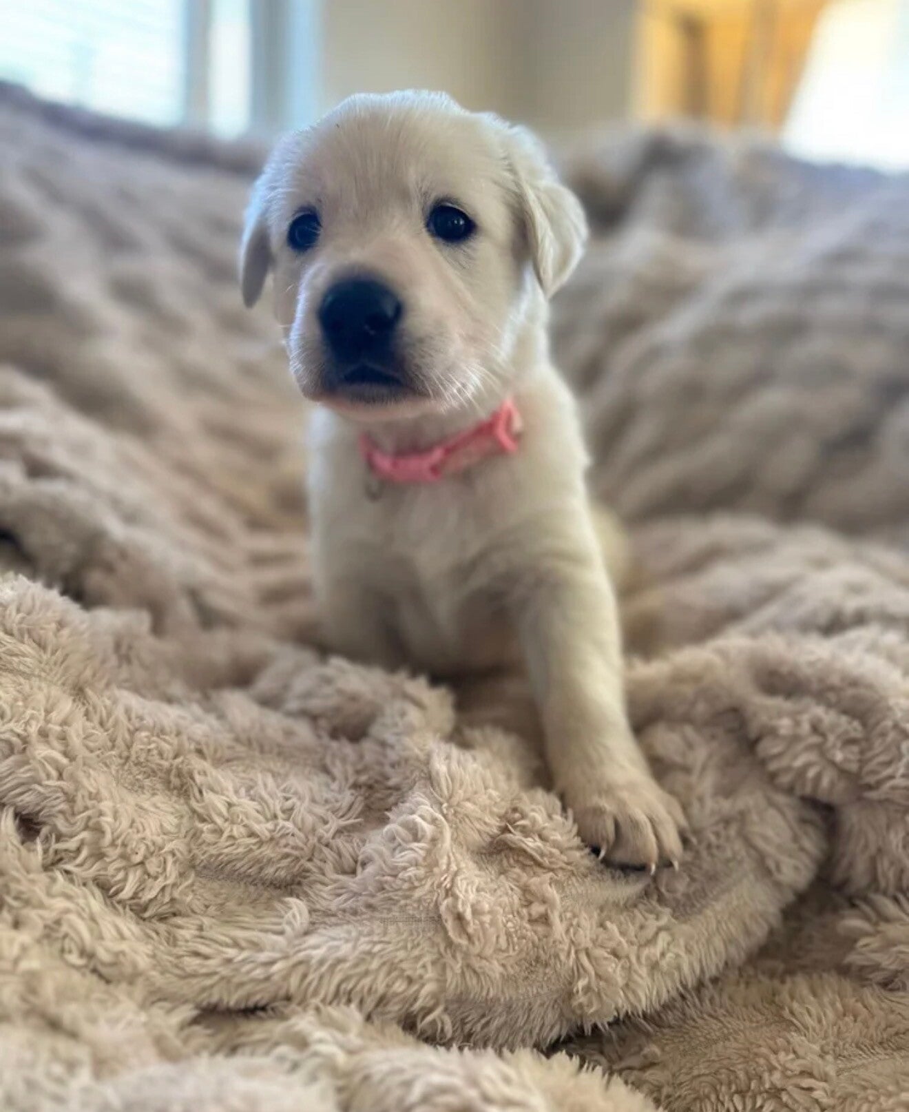 Pink Collar Girl, Houndkind’s pure-white Golden Shepherd puppy wearing her pink collar