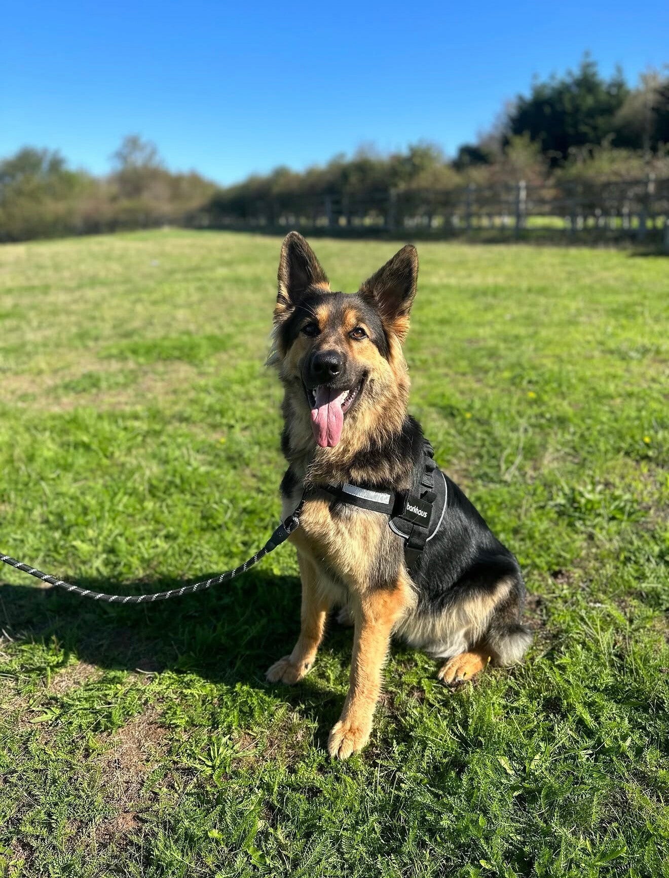 German Shepherd sitting attentively on a lead in a grassy training field