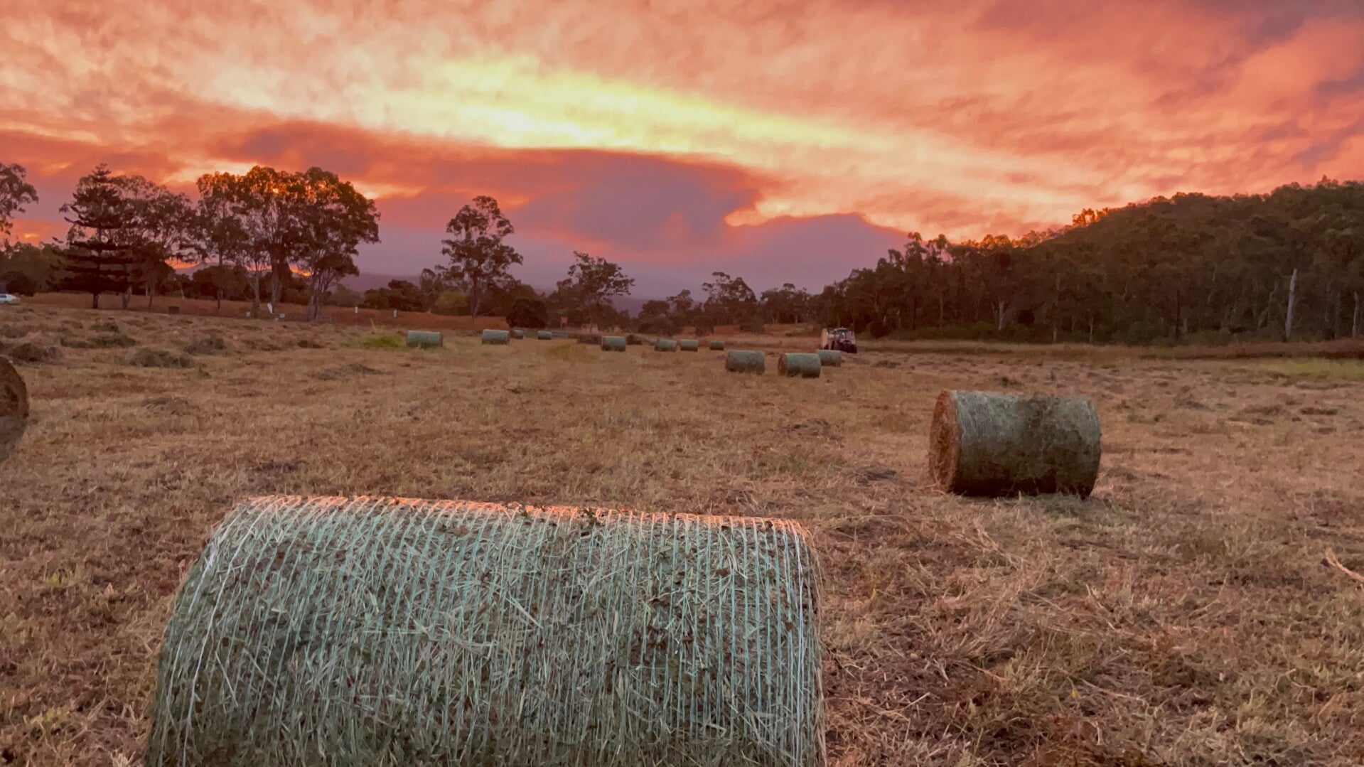 40x hay for Rob Peg
