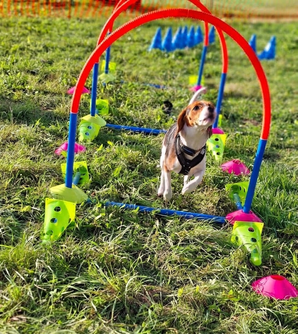 Mensch-Hund-Schule Dillkreis, Beschäftigung für Hunde,, Hütehund Jagdhund Familienhund großer Hund kleiner Hund, Apportieren, Auslastung Kopfarbeit  ausgeglichener Hund, Beziehungsarbeit  Dillenburg Donsbach Haiger Herborn