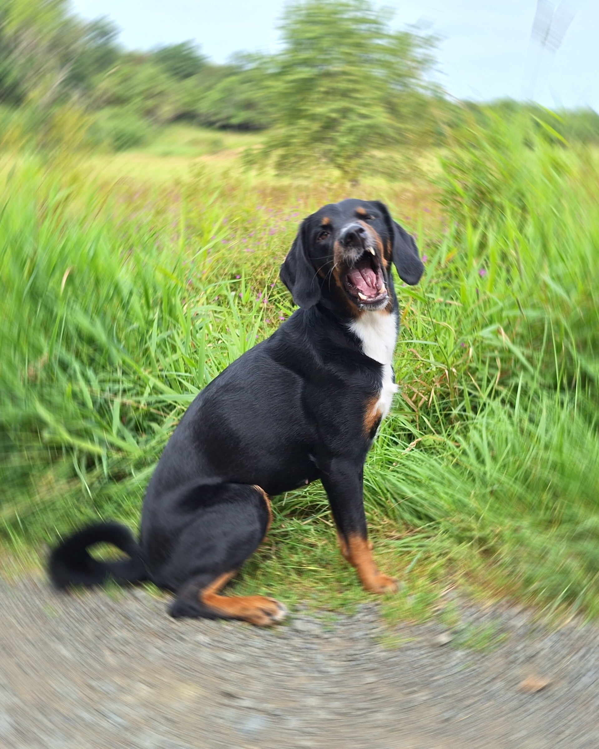 Junghund Pubertät Hund Dillenburg  mobile Hundeschule Junge Hunde, Hundeschule, Mensch-Hund-Schule Dillkreis,  LDK 